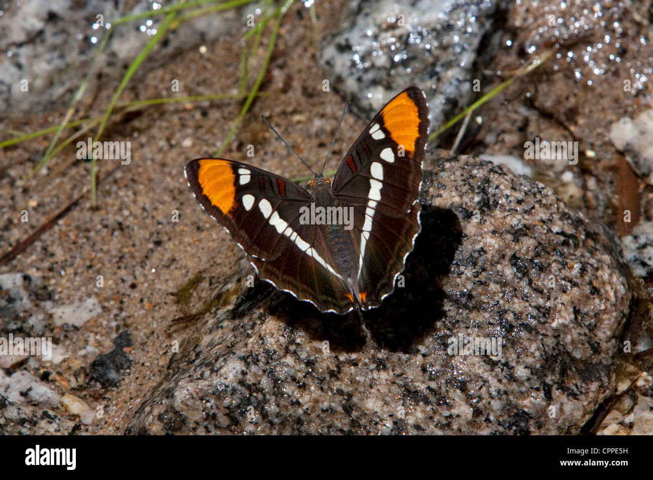 Kalifornien Schwester (Adelpha Californica) Schmetterling mit Flügeln auf einem Felsen an einem Fluss in Yosemite Falls, Kalifornien im Juni geöffnet Stockfoto