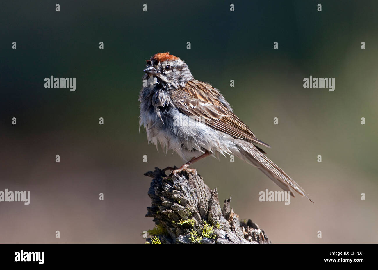 Chipping Sparrow (Spizella Passerina) nass vom Baden und thront auf einem Baumstumpf am Cabin Lake, Oregon, USA im Juni. Stockfoto