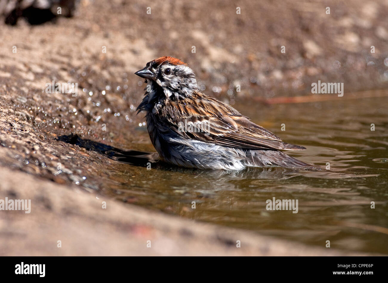 Chipping-Sparrow (Spizella Passerina) Baden in einem kleinen Teich an Cabin Lake, Oregon, USA im Juni. Stockfoto