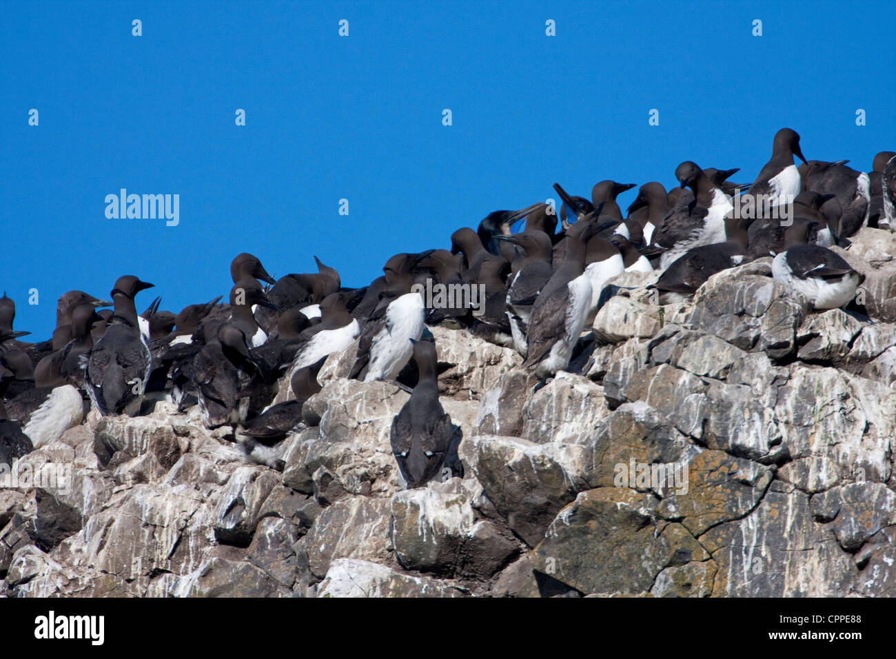 Eine Kolonie von Common Murre (Uria Aalge) sammeln in großer Zahl auf Felsen vor der Küste von Yaquina Head, Newport, Oregon im Juli Stockfoto