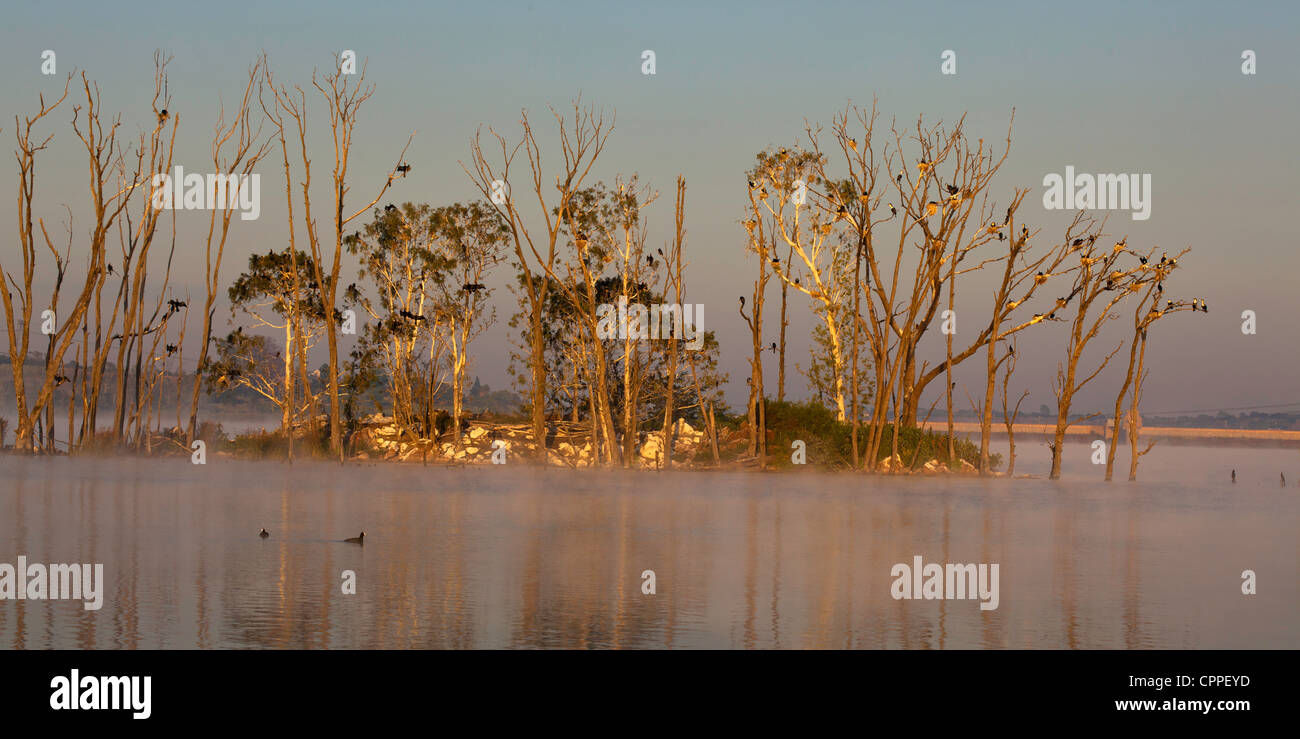 Vogelinsel bei Sonnenaufgang Stockfoto