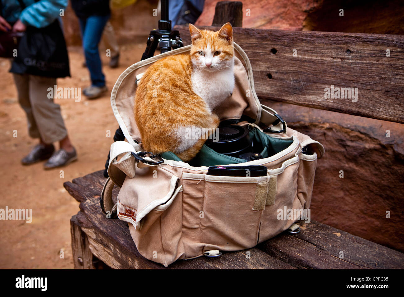 Katze sitzt in der Kamera Tasche außerhalb der Schatzkammer (Al-Khazneh), Petra, Jordanien, Westasien Stockfoto