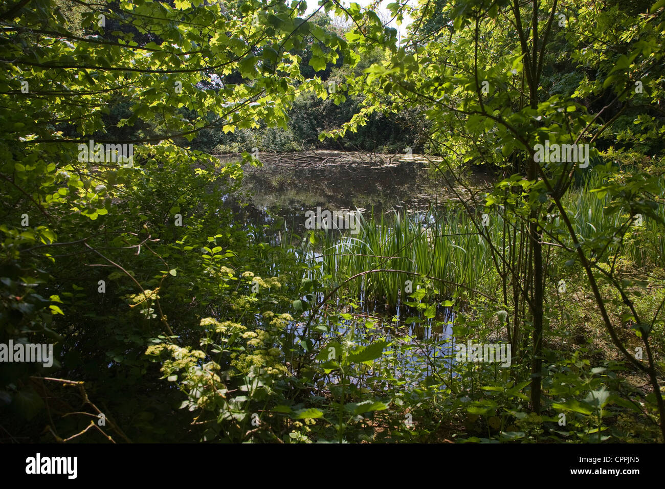 Teich-Lebensraum, gesäumt von Bäumen und Schilf, Bawdsey, Suffolk, England Stockfoto