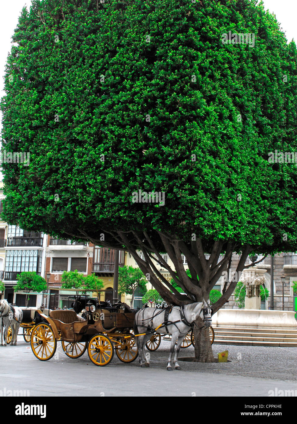 Spanien Andalusien Sevilla Horsecart Baum Schatten Stockfoto