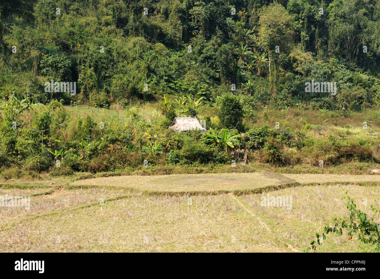 Reisfelder und Reis Hütte nach der Reisernte Ban Donchai Tailue Dorf Laos Stockfoto