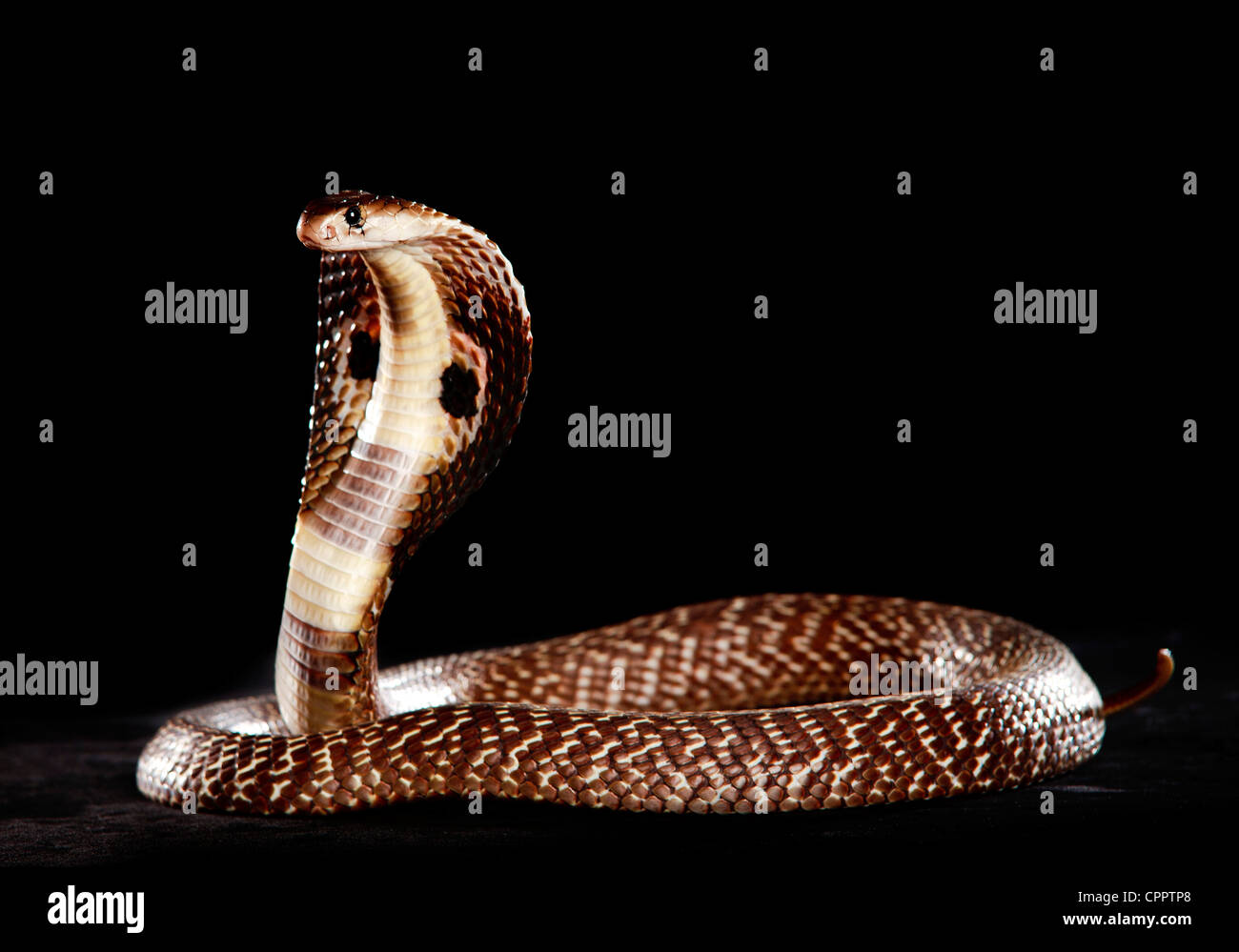 Braune Spektakel Cobra mit Kapuze Stockfoto