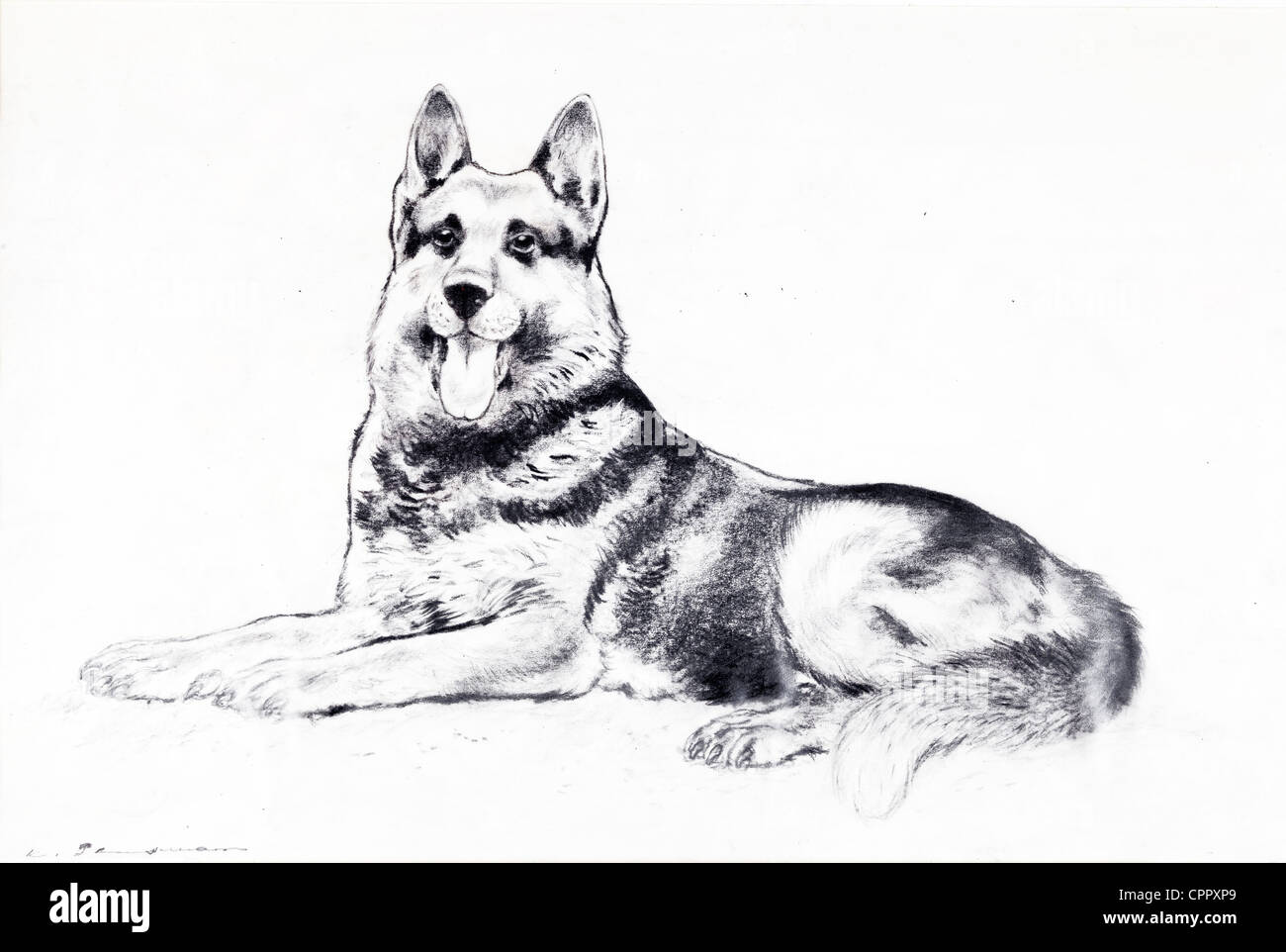 Deutscher Schäferhund - Kohle auf Papier von Kurt Tessmann Stockfoto