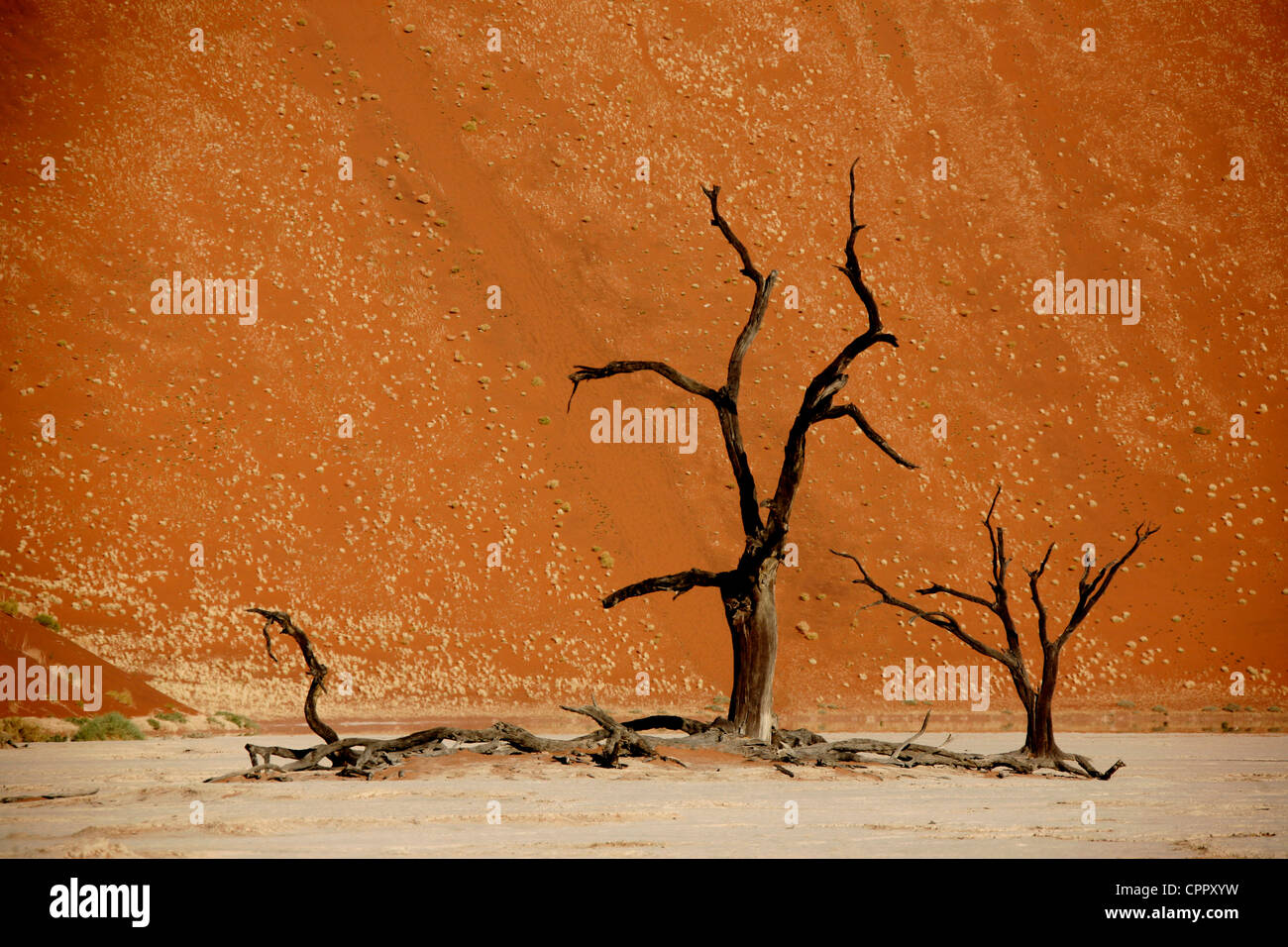 Ein einziger Standplatz der Bäume in der Nähe der Kante der Vertrocknete, Pan, oder den See Bed, das bekannt ist als "Dead Vlei. Stockfoto