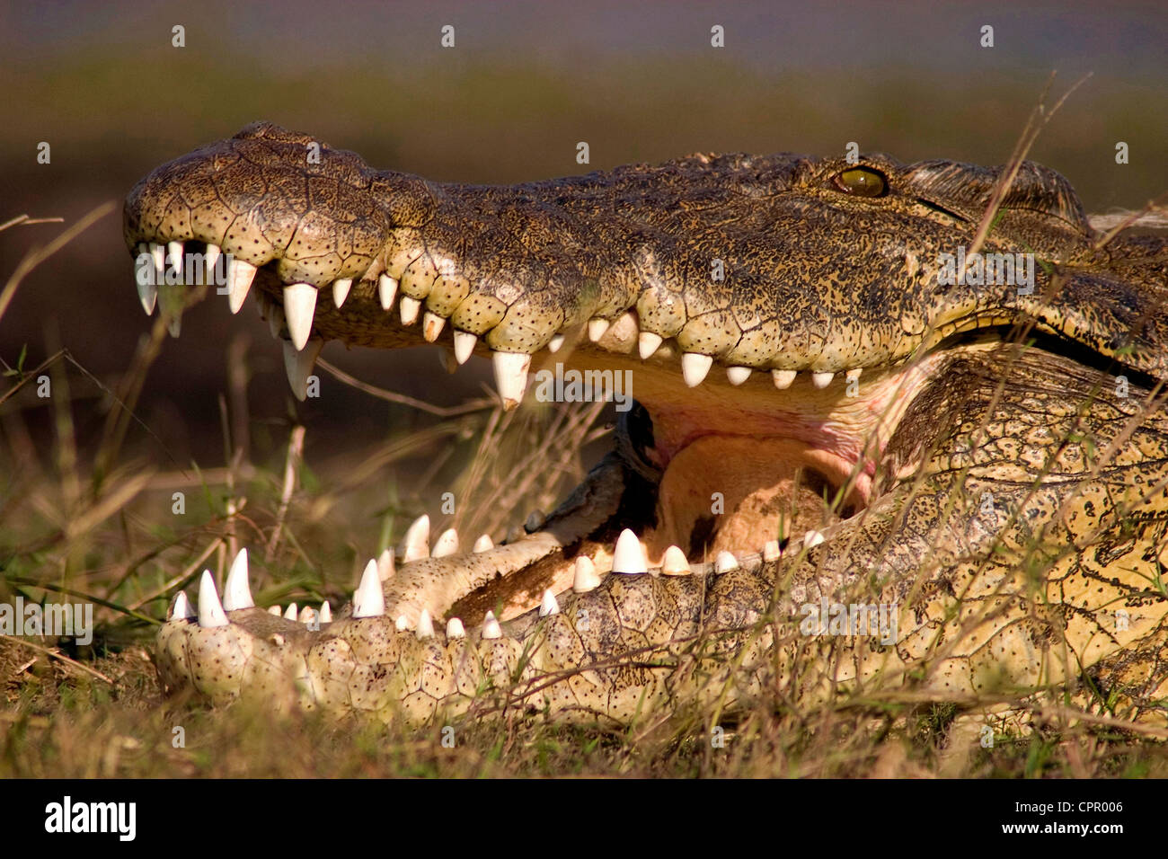 Dieses riesige Krokodil auf dem Chobe Fluss kühlt mit offenem Mund Stockfoto