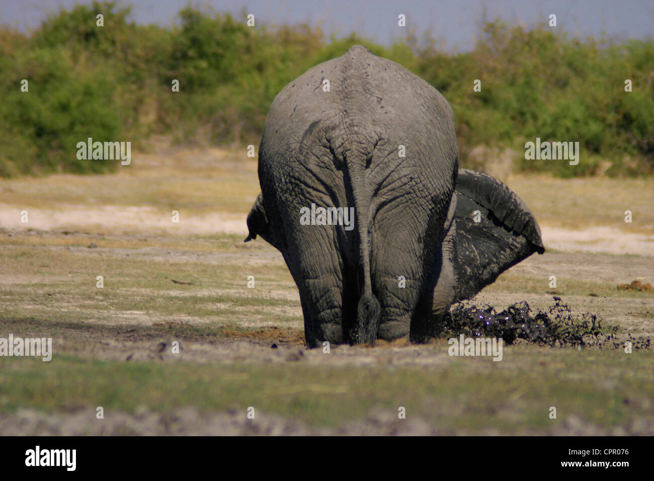 Ein Elefant in ein tiefes Schlammloch in Chobe Seifenblasen Stockfoto