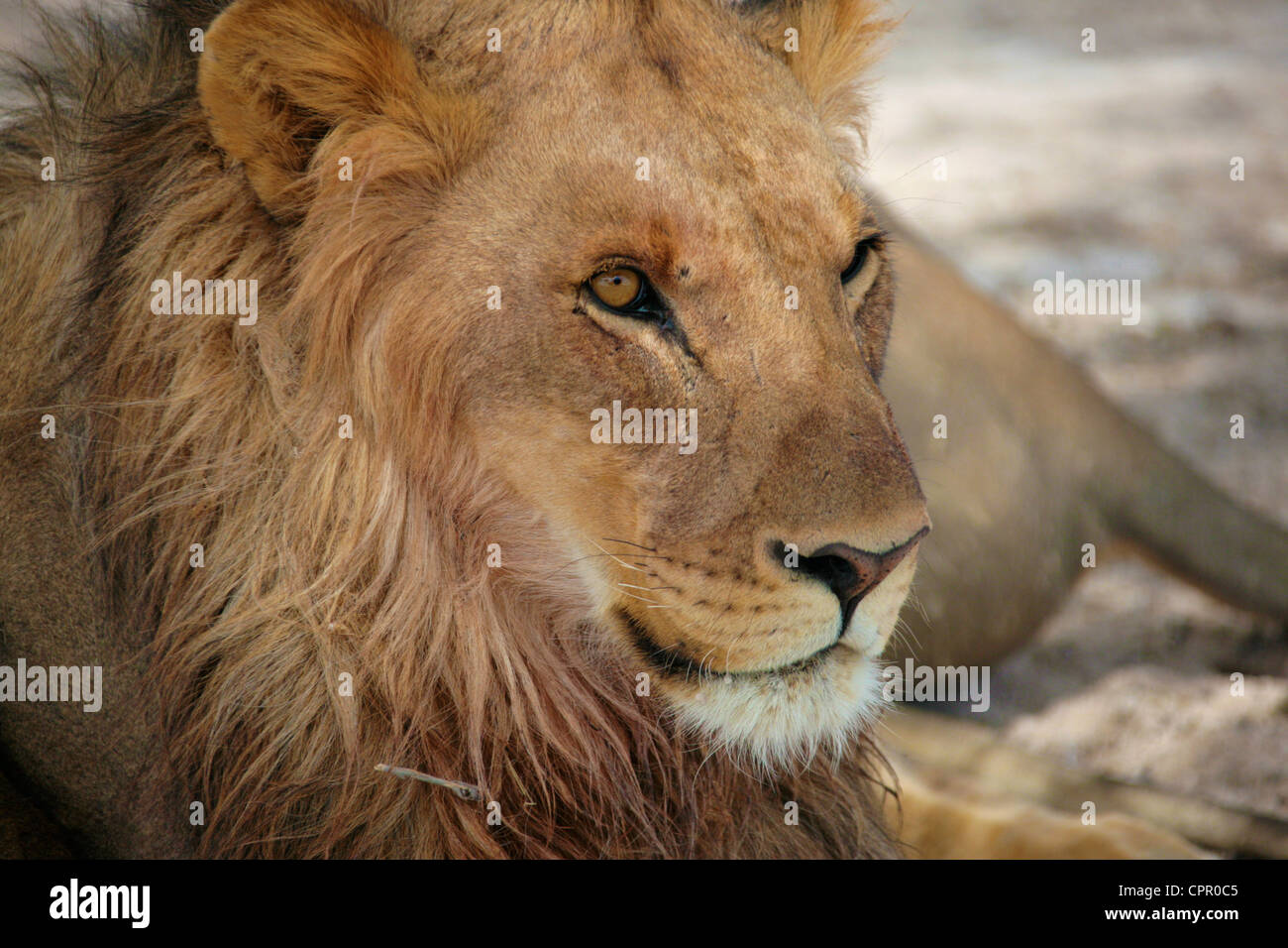 Ein Löwe ruht in der Nachmittagshitze von Etosha Stockfoto