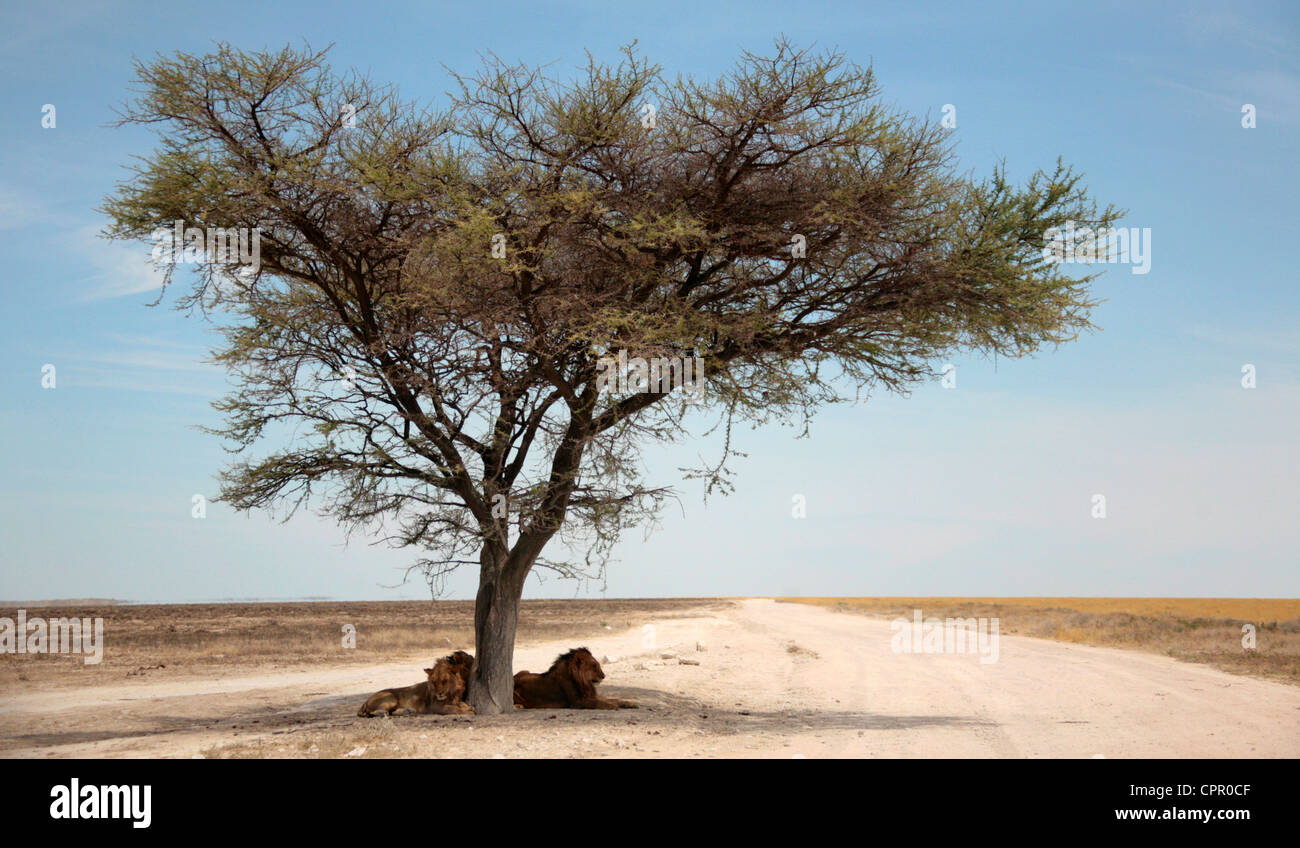 Dir männliche Löwen im Schatten der ein einsamer Baum auf der Etosha Pan Stockfoto