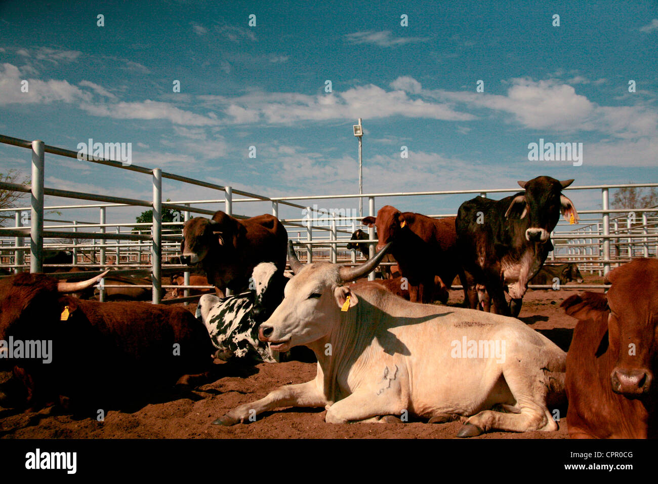 Kühe in Blaauwberg Auktionator verkaufsfertig Stifte in Otjiwarongo Stockfoto