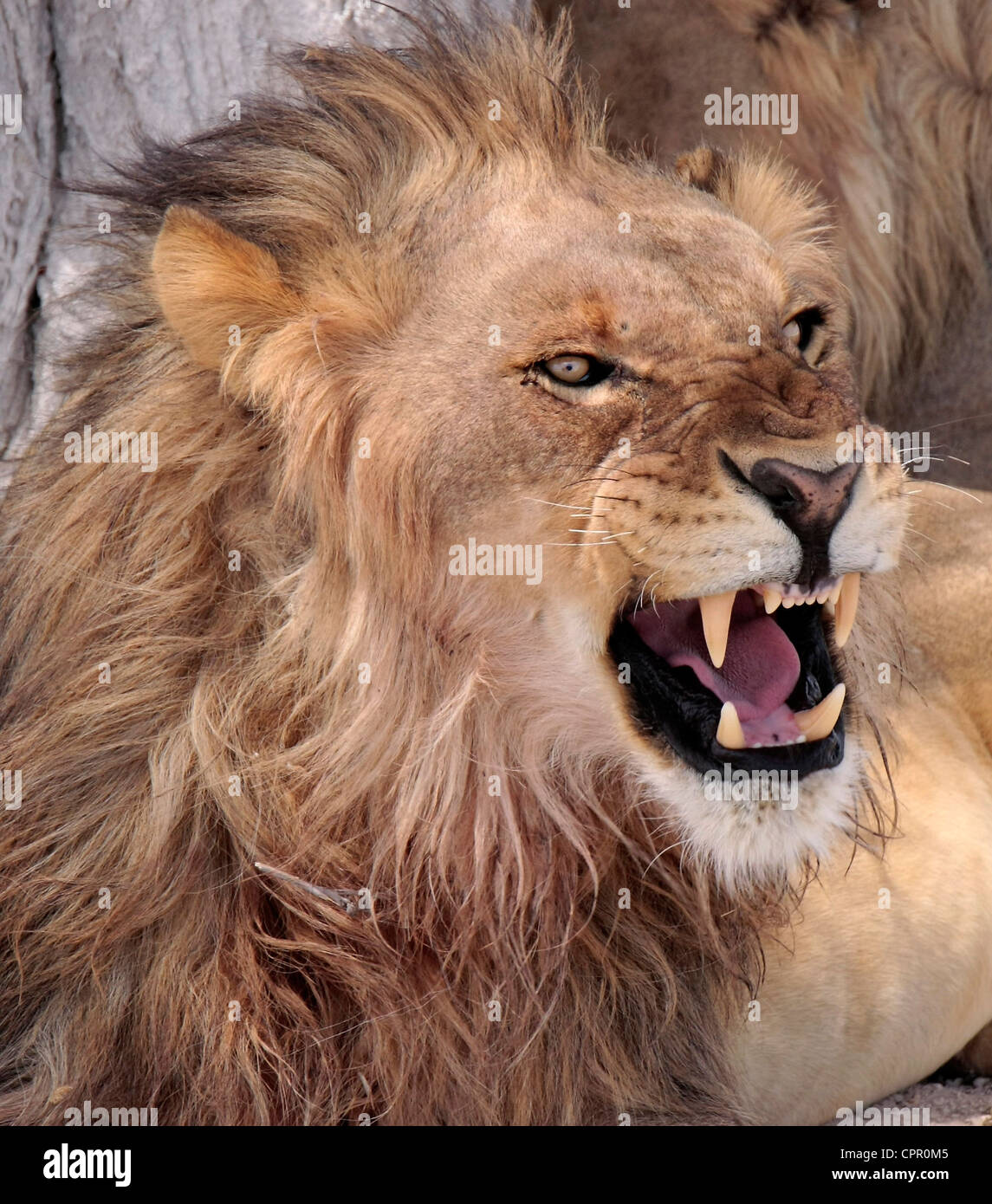 Ein Löwe gähnt in der Nachmittagshitze von Etosha Stockfoto