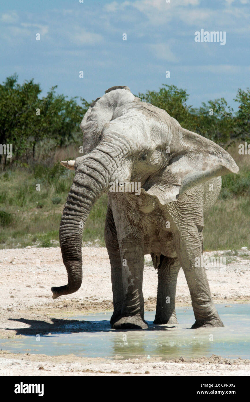 Elefant in Etosha National Park, geben Sie eine Warnung, dass, die nahe genug hat. Stockfoto
