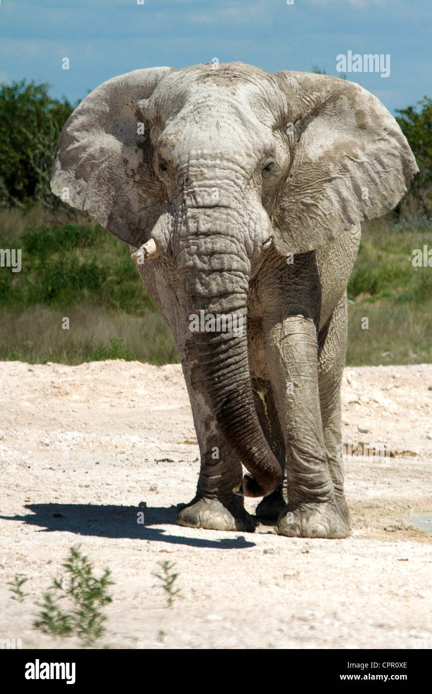 Elefant in Etosha National Park, geben Sie eine Warnung, dass, die nahe genug hat. Stockfoto