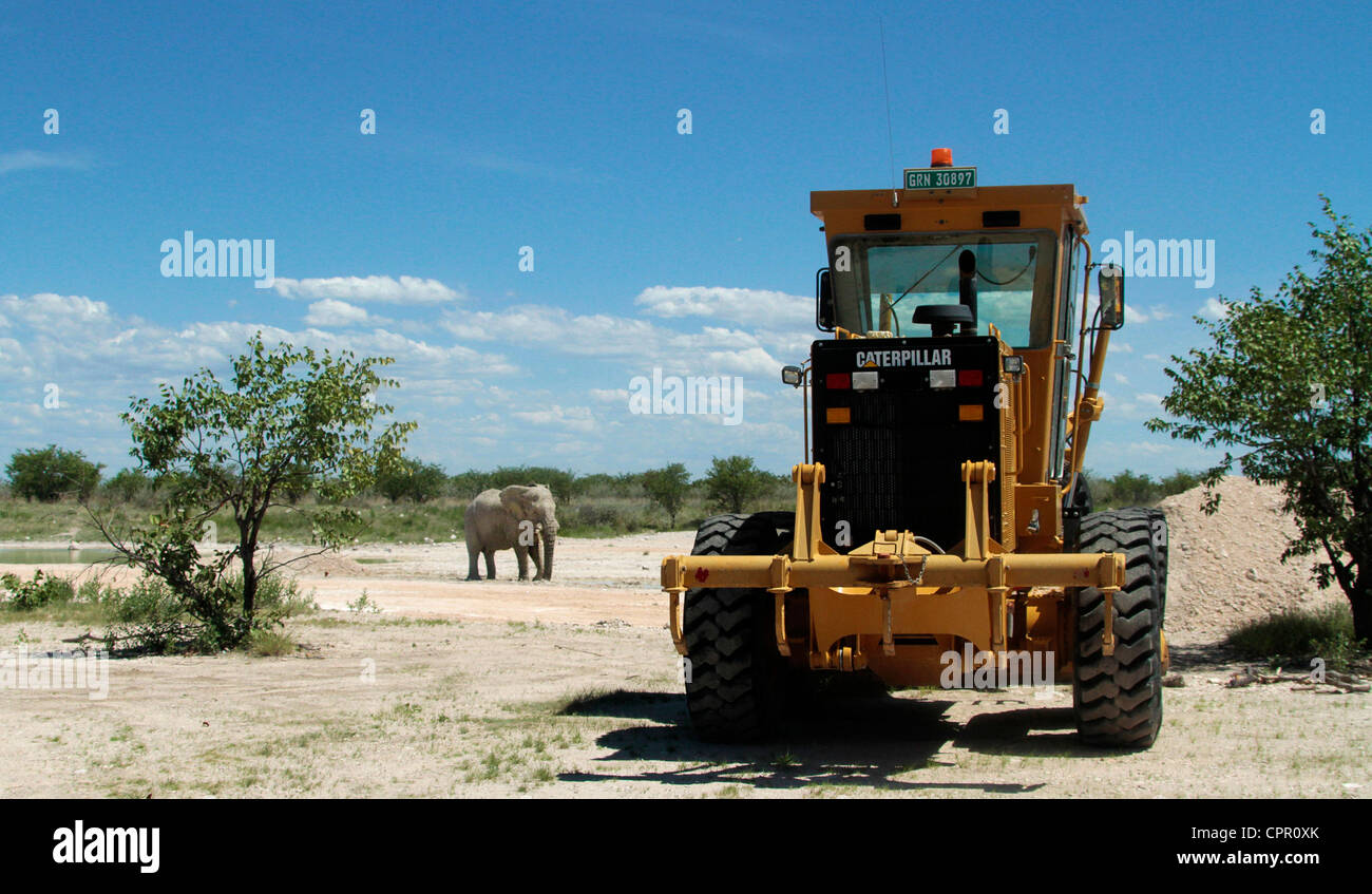 Ein Elefant teilt ein Wasserloch im Etosha National Park mit einem Grader. Stockfoto