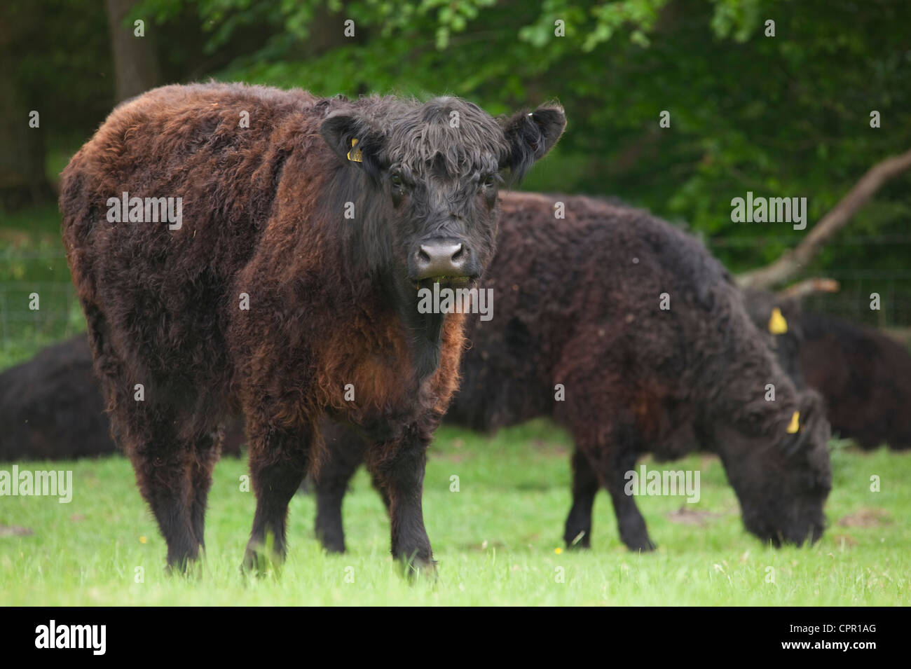 Landwirtschaft-Rind Kuh schwarz Galloway-Kühe grasen auf einer Farm in der Nähe von Thornhill Dumfriesshire Scotland UK Stockfoto