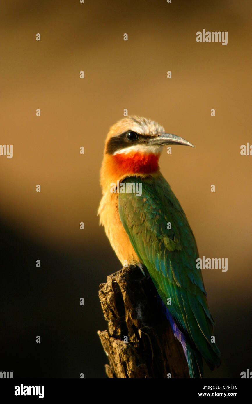 Eine weißer fronted Biene-Esser sitzt und wartet auf seine bevorzugten Barsch auf seine Beute in Reichweite zu fliegen Stockfoto