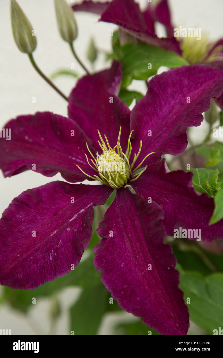 Maroon Clematis Stockfotos Und Bilder Kaufen Alamy