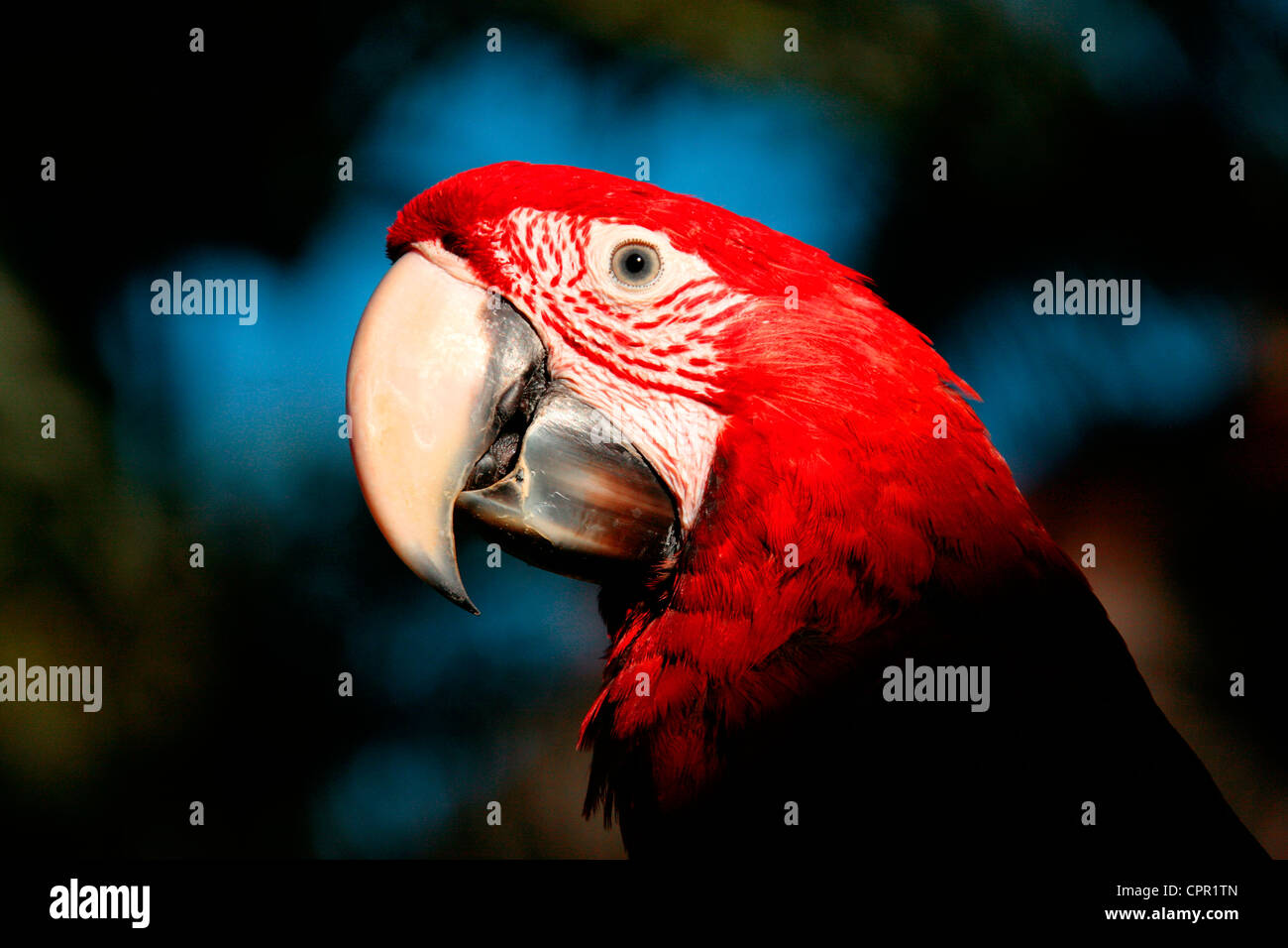 ein roter Papagei Stockfoto