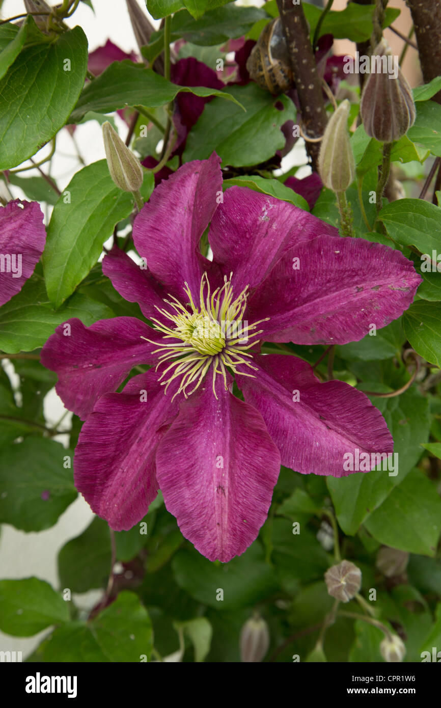 Rot blühende Clematis Niobe Stockfoto