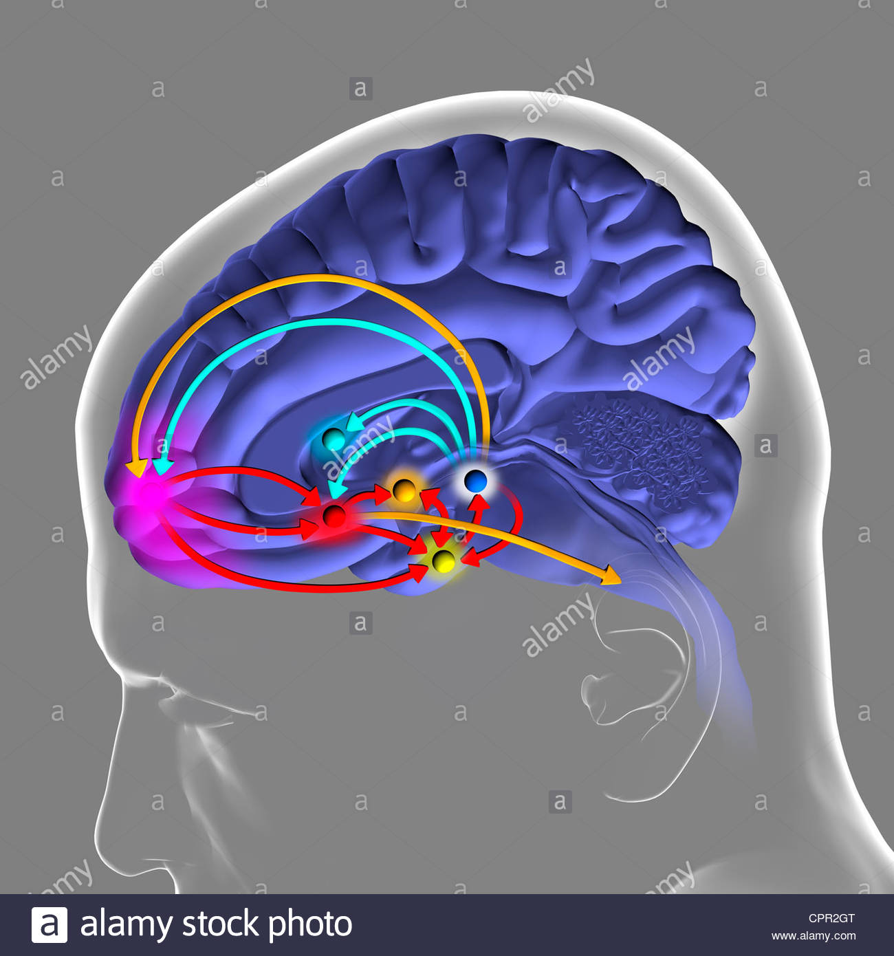 Limbic System Stockfotos & Limbic System Bilder - Alamy