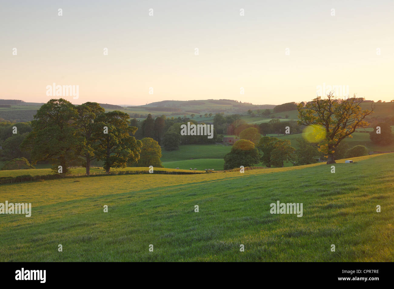 Bäume und Felder in goldenes Licht an einem Sommerabend bei Armathwaite, Eden Valley, Cumbria, England, UK Stockfoto