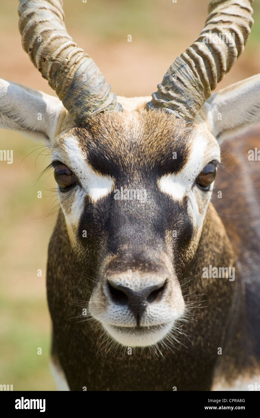 Exotische Blackbuck Antilope, Antilope Cervicapra, L Blackbuck erschienen in Texas in Kerr County im Jahr 1932. Stockfoto