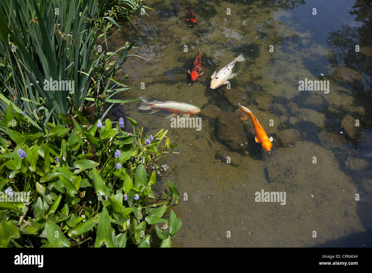 Koi-Fische in einem Teich Stockfoto