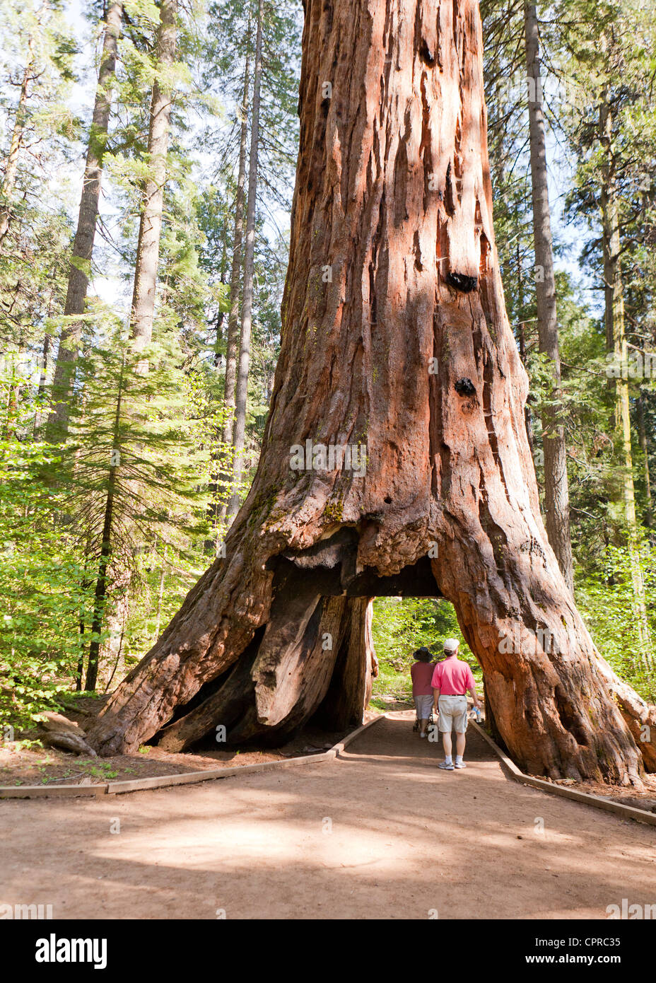 Menschen zu Fuß durch Riesenmammutbaum Pioneer Cabin Baum - Calaveras Big Tree State Park, Kalifornien USA Stockfoto