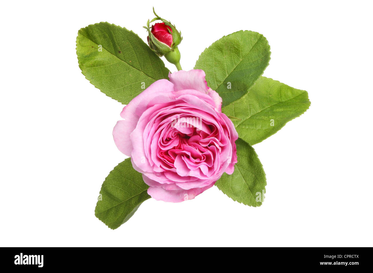 Rosa rose Blume Blätter und isoliert gegen weiße Knospe Stockfoto