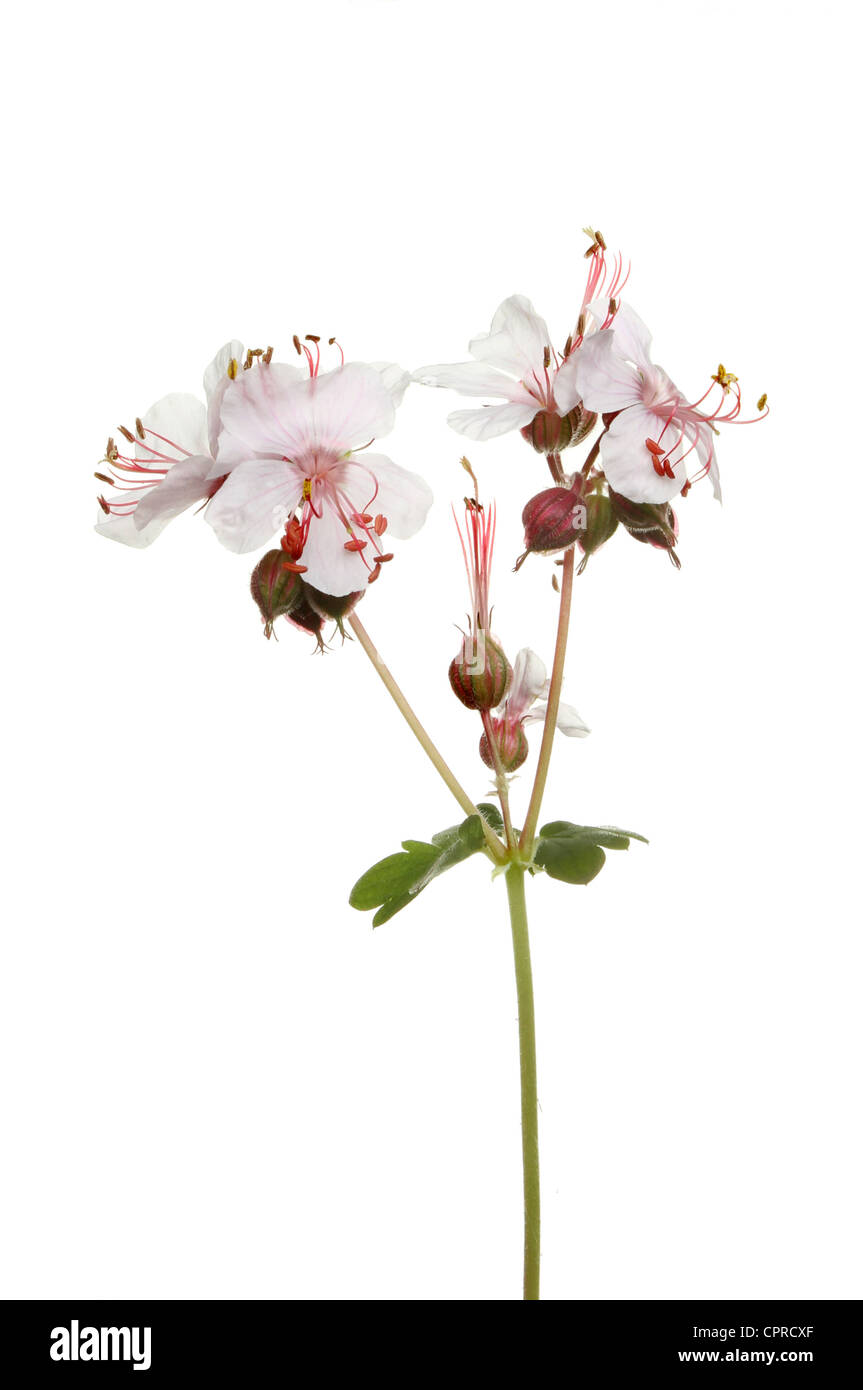 Wild Geranium oder Storchschnabel Blüten und Samenkapseln isoliert gegen weiß Stockfoto