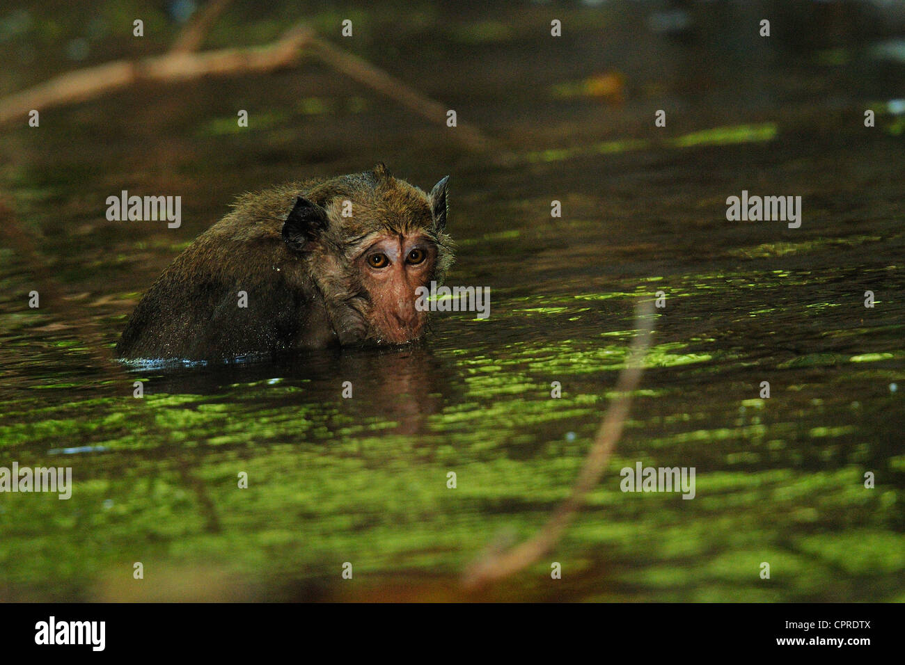 Long-tailed Macaque Macaca Fascicularis, Cercopithecidae, Bali Nationalpark, Monsunwald, Gilimanuk, Bali, Indonesien, Asien Stockfoto