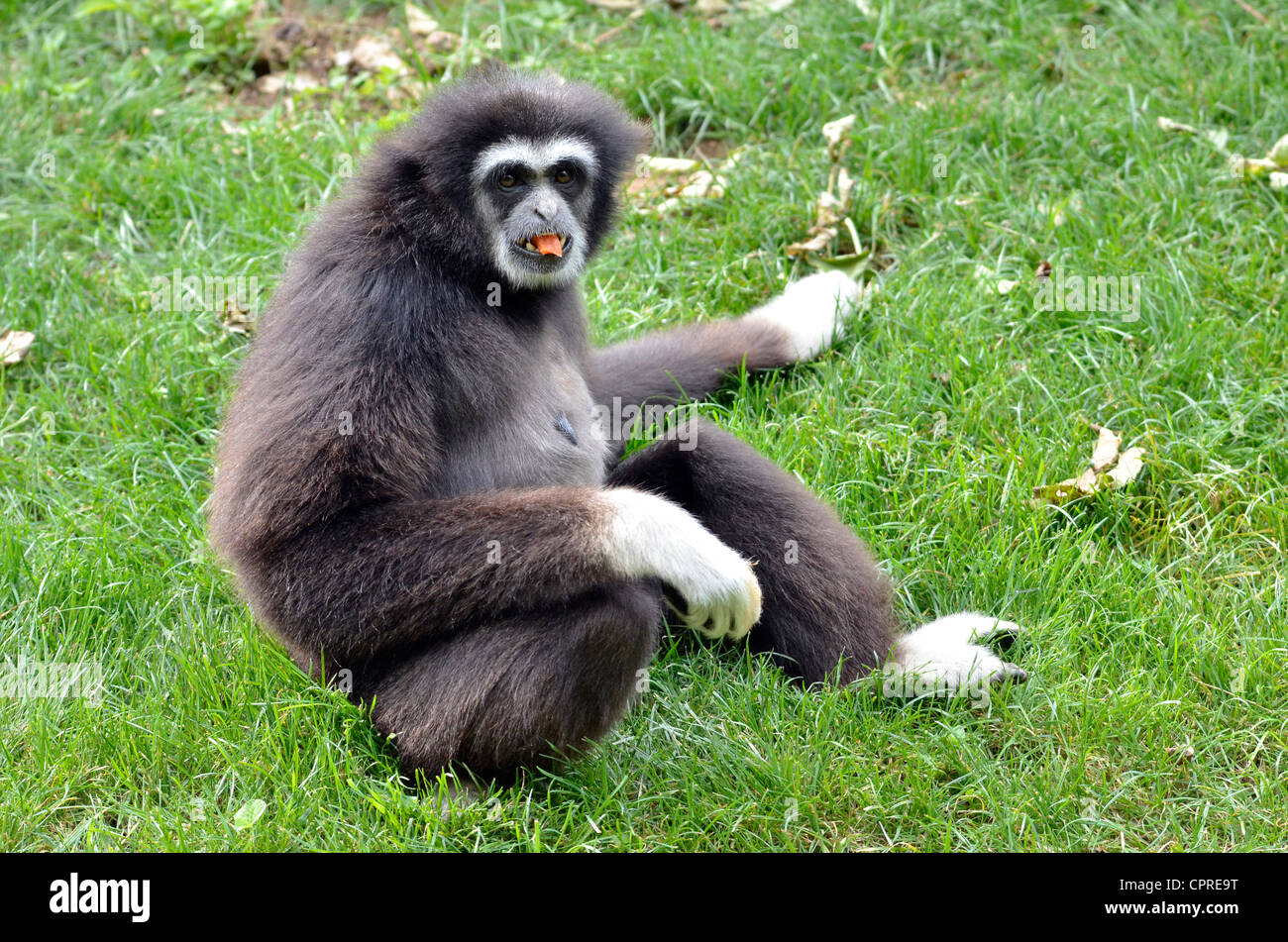 Nahaufnahme von weiß-handed Gibbon (Hylobates Lar), sitzen auf dem Rasen Stockfoto