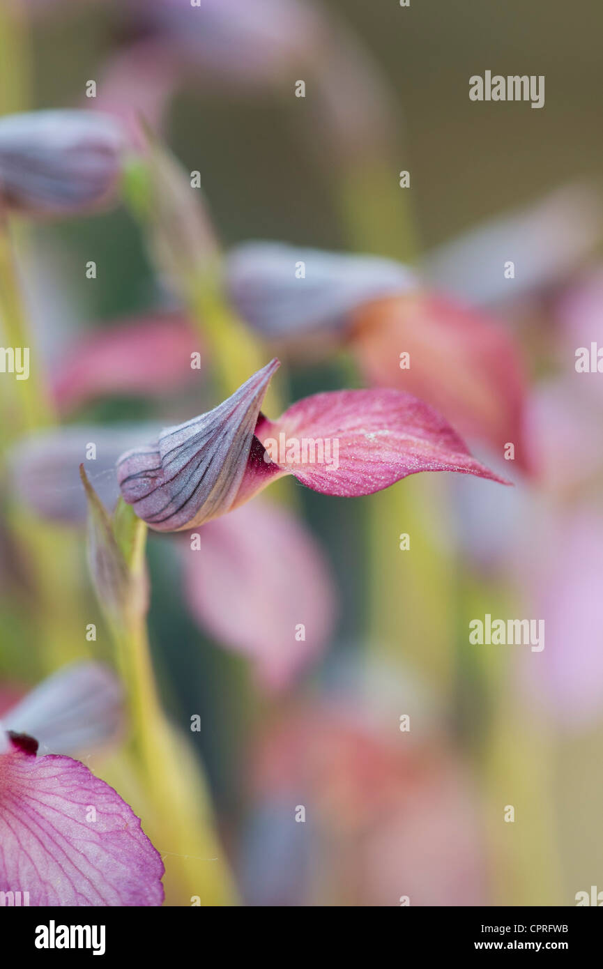 Serapias Lingua. Zunge Orchidee Stockfoto