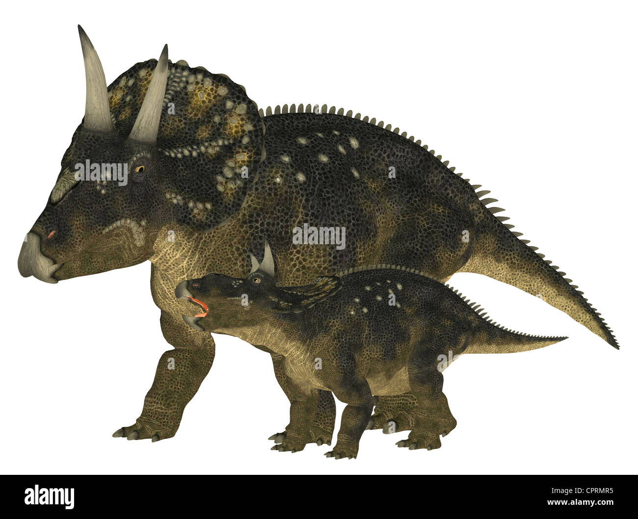 Abbildung von einem Erwachsenen und einem jungen Nedoceratops (früher