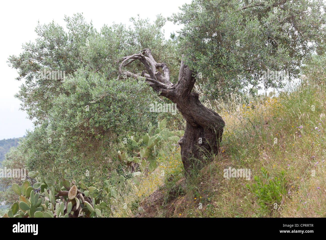 Olivenbaum, Olea Europaea, in der Nähe von Stilo, Kalabrien, Italien Stockfoto