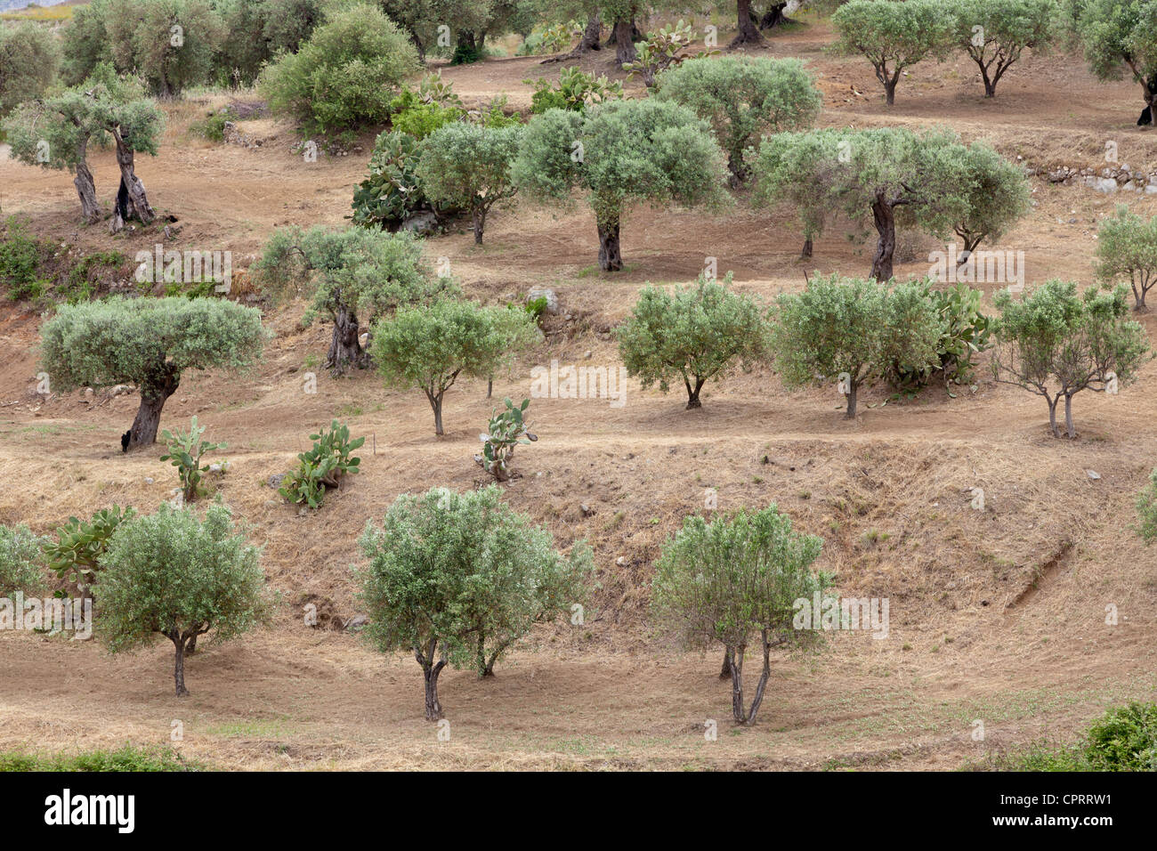 Olivenbäume, Olea Europaea, in der Nähe von Stilo, Kalabrien, Italien Stockfoto
