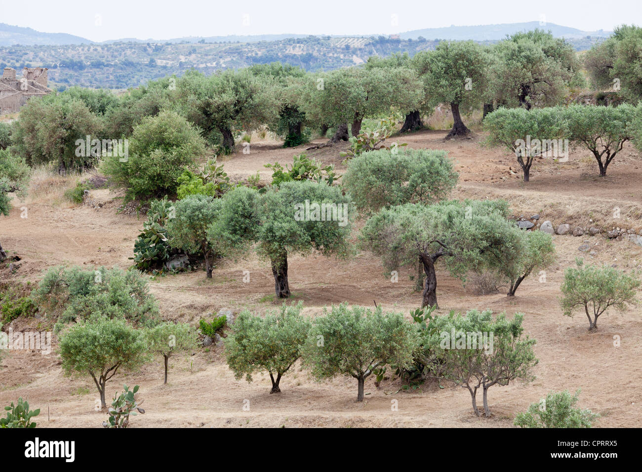 Olivenbäume, Olea Europaea, in der Nähe von Stilo, Kalabrien, Italien Stockfoto