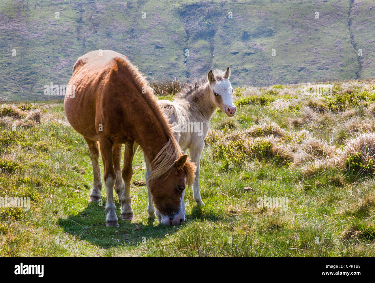 Mare und jungen Brecon-Pony-Fohlen in der Black Mountains of South Wales Stockfoto