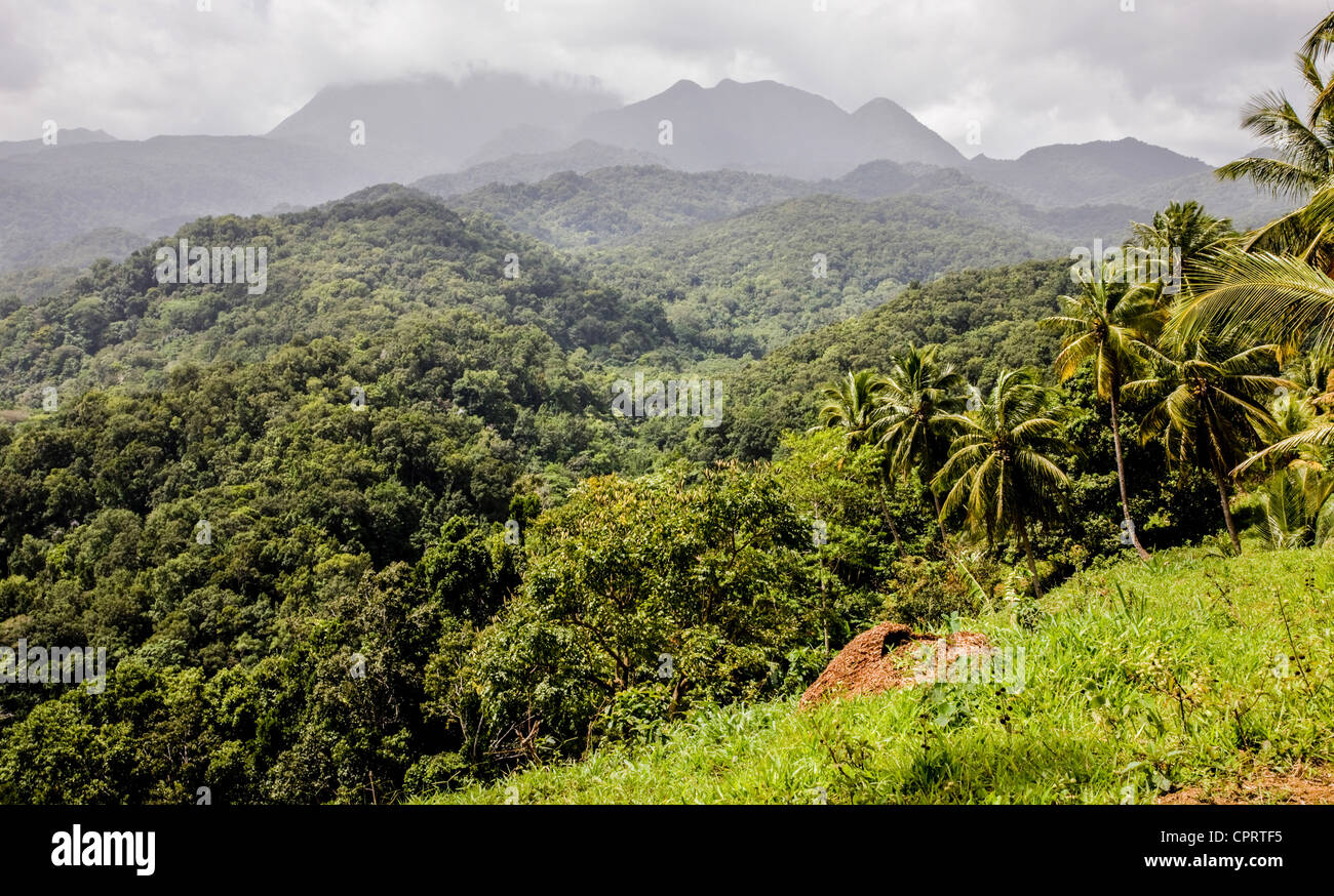 Blick über Regenwald auf den Morne Diablotin-Bereich aus dem Pferderücken Ridge in Dominica West Indies Stockfoto