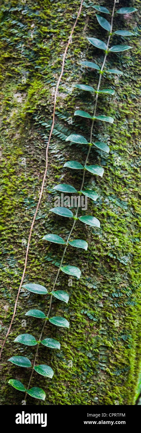 Symmetrische gegen Regenwald Kletterpflanze aufsteigend einen Baumstamm in Dominica Westindien Blätter Stockfoto