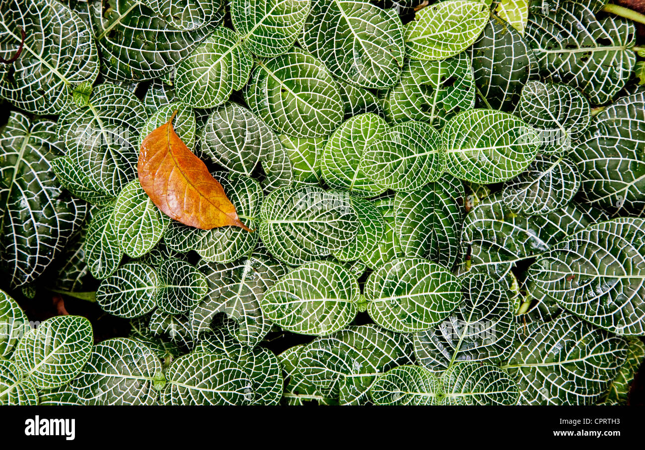Grünes Blatt-Muster und ein einzelnes totes Blatt im feuchten Regenwald Stock in Dominica West Indies Stockfoto