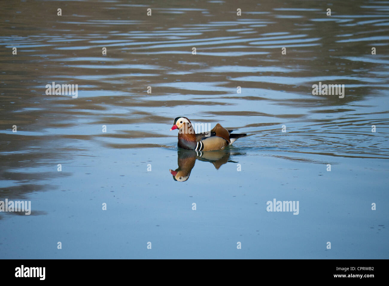 junge männliche Mandarinente an einem Fluss Stockfoto