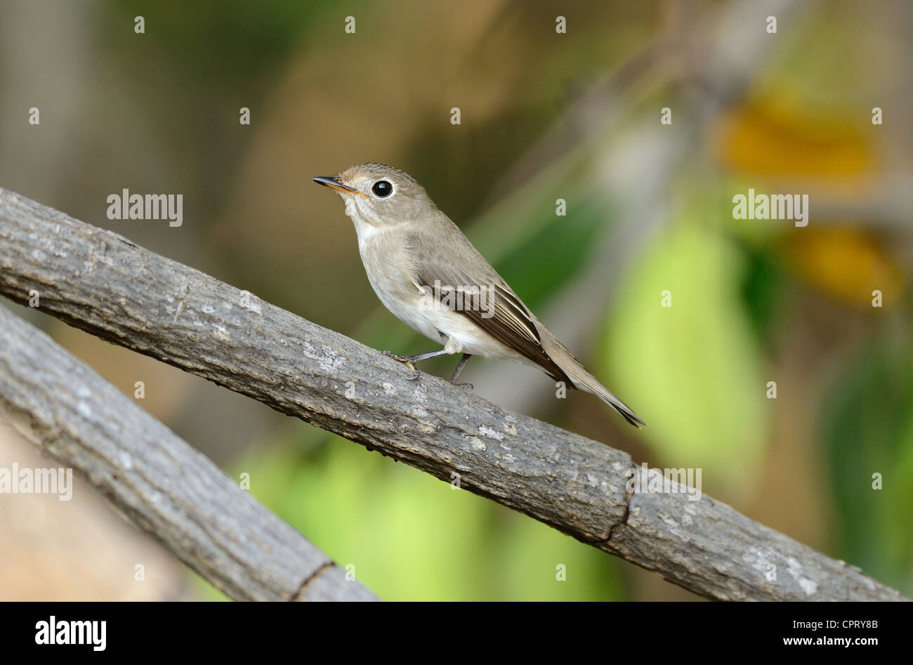 schöne asiatische braune Fliegenfänger (Muscicapa Dauurica) Possing auf dem Ast Stockfoto