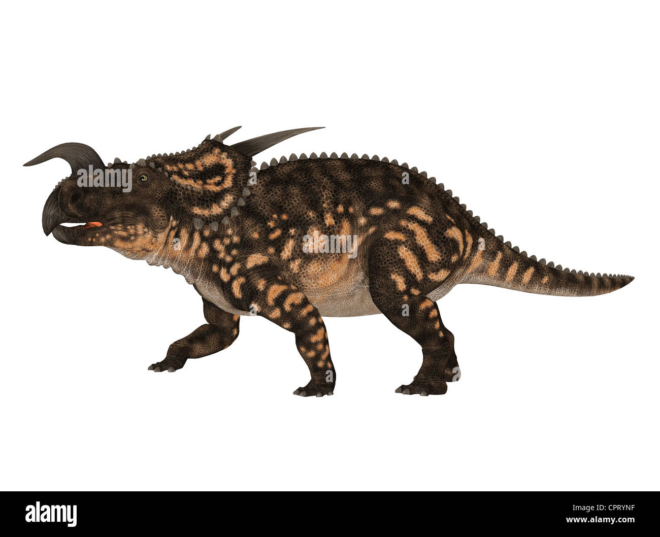 Beispiel für eine Einiosaurus (Dinosaurier-Arten) isoliert auf weißem Hintergrund Stockfoto