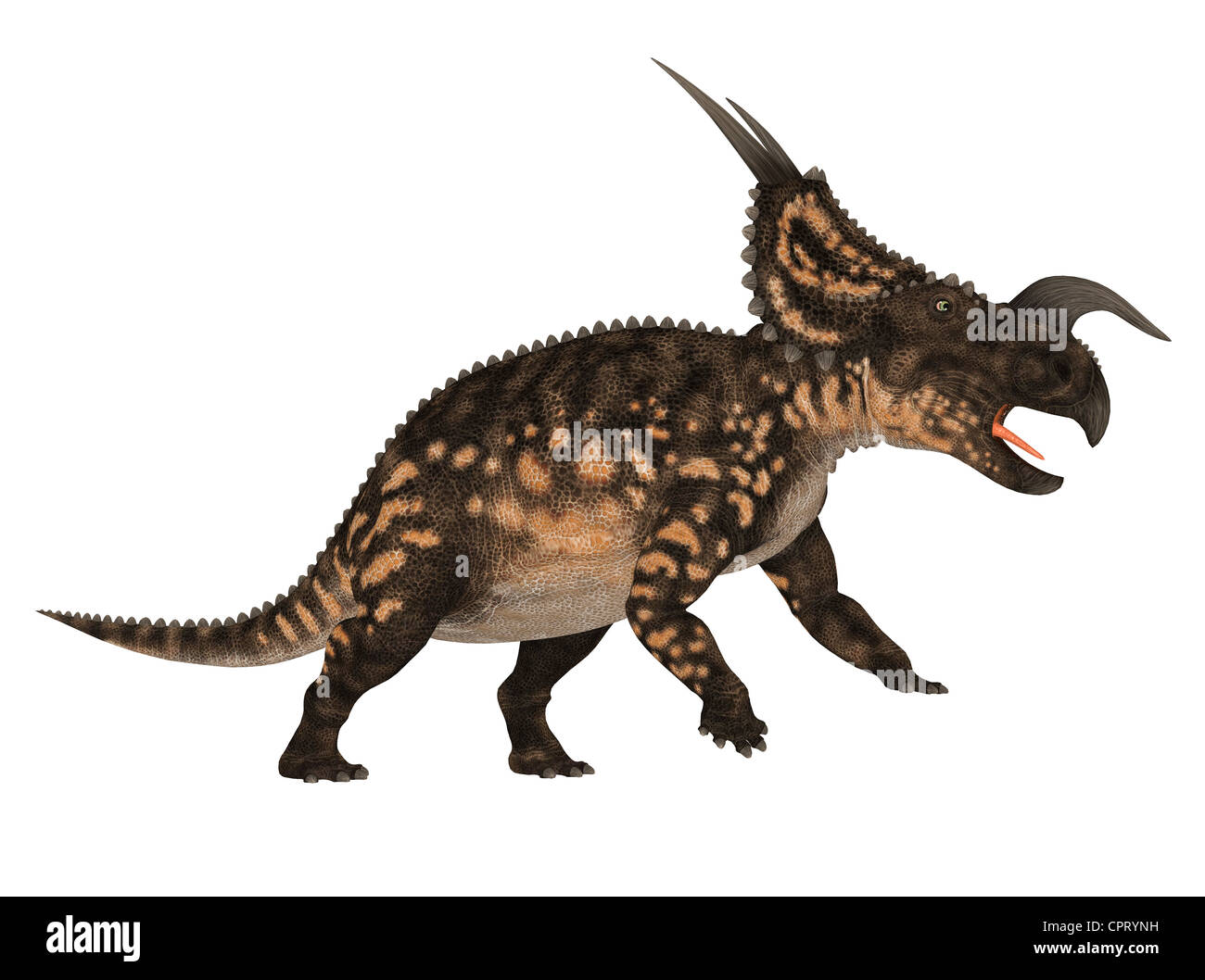 Beispiel für eine Einiosaurus (Dinosaurier-Arten) isoliert auf weißem Hintergrund Stockfoto