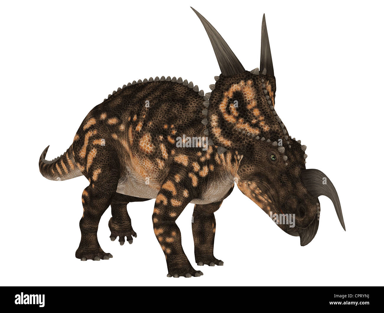 Beispiel für eine Einiosaurus (Dinosaurier-Arten) isoliert auf weißem Hintergrund Stockfoto