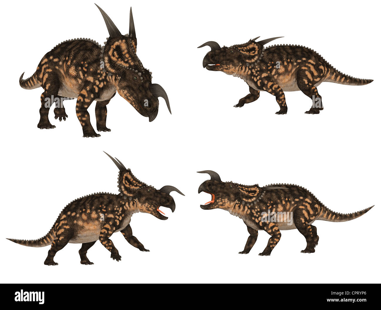 Beispiel für ein Paket von vier 4 Einiosaurus (Dinosaurier-Arten) mit verschiedenen Posen isoliert auf weißem Hintergrund Stockfoto
